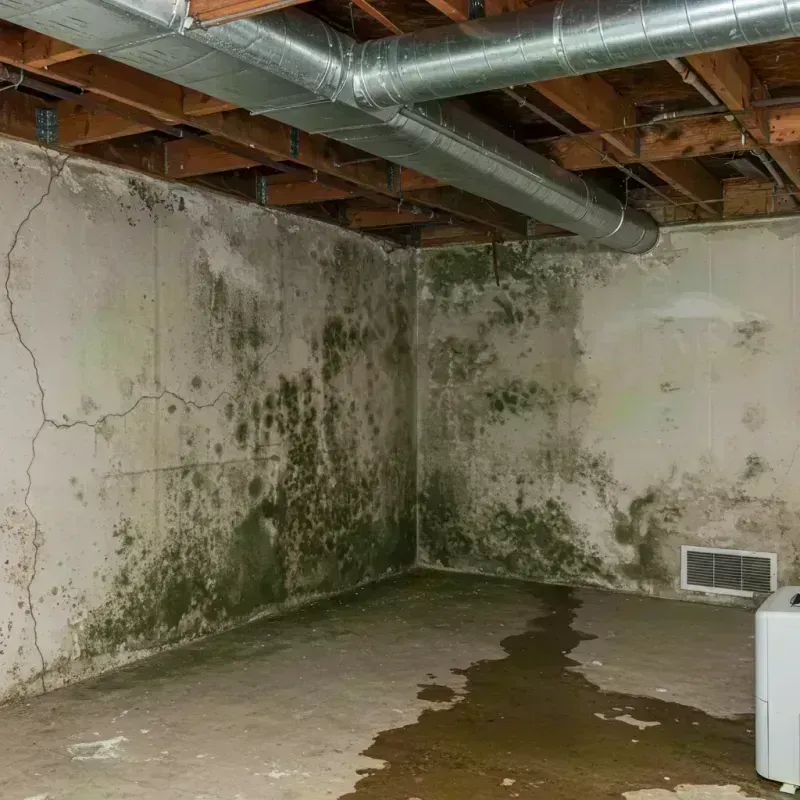 Professional Mold Removal in Budd Lake, NJ